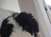 Old english sheepdog puppys