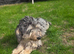 Dachshund for sale