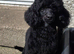 Kc toy poodle