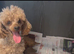 Toy poodle puppy 1 boys
