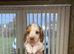 Sprocker