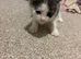 2 kittens for sale