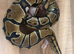 Grown on baby royal/ball pythons