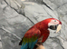 Friendly HandReared Super Tame Cuddly Greenwing Macaw Parrot