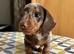 Stunning short-hair miniature dachshund dapple male