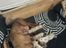 Miniature dachshund