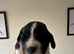 Gorgeous KC reg B&W Springer spaniel pups left
