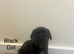 Cane corso puppies