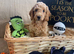 F1 Cockapoo