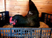 Australrop Black LF hatching fertilised eggs rare