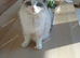 ragdoll female