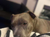 American bully 5 yrs old female