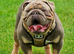 English Bulldog Puppies