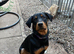 6 month old Rottweiler/doberman bitch