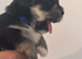 Beautiful Shih Tzu cross Lhasa Apso puppies