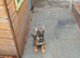 Quality Malinois puppies