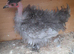 Necked neck bantam chickens