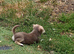 Chihuahua x Jack Russell girl.