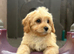 Cavapoo puppy&rsquo;s ready to leave!!