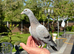 Racing pigeon