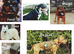 Rescue dogs searching for their furever homes