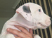 Only 1 Staffordshire Bull Terrier puppies left! ️
