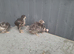 Young bantam chickens