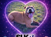 SLK Pet Services