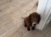 Adorable cocker spaniel