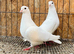 Pure white English garden doves