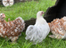 Pekin girls all different colours