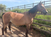 Stunning Dunn colt