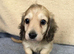 Gorgeous shaded cream boy, 1 remaining