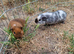 4 months old half brothers (California x)