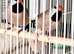 2 Hecks Grass Finches