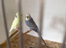 Lots of budgies