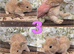 2 x Beautiful Continental Giant × French Lop Babies