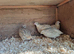 4x Beautiful Corturnix Hens