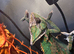 2 male veiled chameleons
