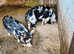 2 kunekune boars ready for breeding