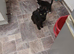 Maincoon crossed callicons