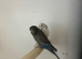 Blackface budgie
