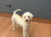 Miniature poodle bitch
