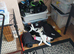 2 Kitten for sale