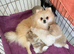 SNOW WIHTE POMERANIAN FOR SALE