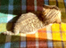 Golden Spotted Tabby British Shorthair Female