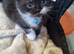 Beautiful little kittens British Short Hair 2 boys 2 girls