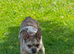 French bulldog girl