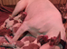 Beautiful Whippet Puppies