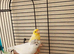 Rylander canary pair